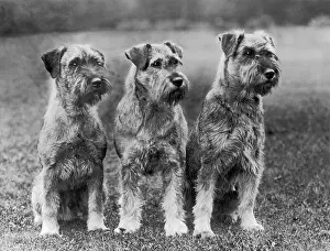 Schnauzer: THREE SITTING DOGS