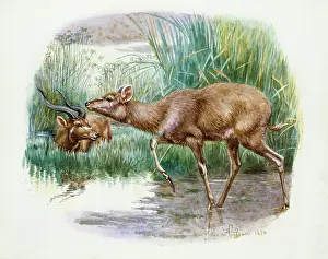Weich: Situtunga, 1896