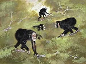 1914 1987: Sivapithecus indicus