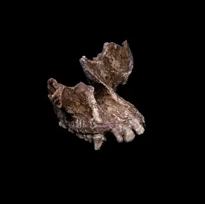 Maxilla: Sivapithecus meteai cranial fragment
