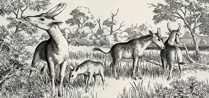 Giraffid: Sivatheres browsing in the riverside woodlands