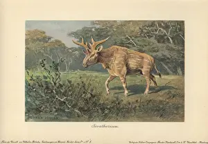 Tiere: Sivatherium, an extinct genus of giraffid that
