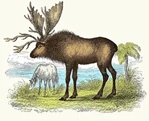 Inaccurate: Sivatherium, Illustration