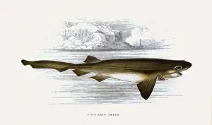 Fawcett: Six-Gilled Shark