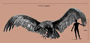 Tom Gillmor: Size of Argentavis magnificens compared to a human figure