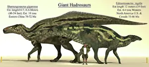 Archaeologist: Size comparison of two of the biggest hadrosaurs