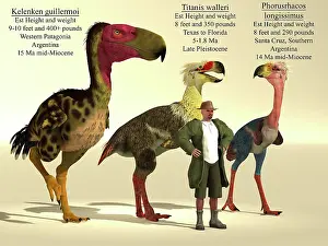 Archaeologist: Size comparison of three of the largest terror birds