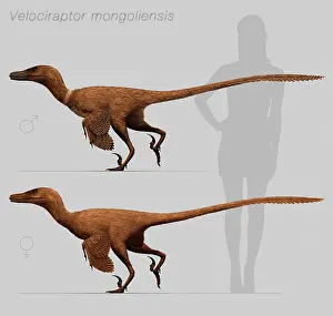 Mongoliensis: Size comparison of Velociraptor mongoliensis to a human