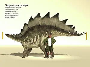 Archaeologist: Size reference chart of a 23 foot long Stegosaurus