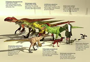 Archaeologist: Size reference chart of Dromaeosaurs from around the world
