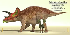 Archaeologist: Size reference chart of a Triceratops horridus