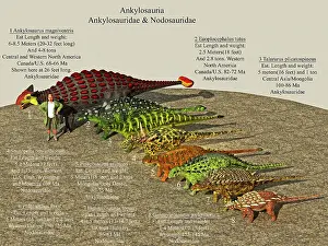 Archaeologist: Size reference chart of various ankylosaurids