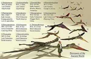 Pteranodon: Size reference chart of various pterosaurs from