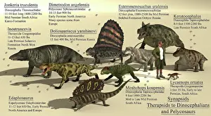 Archaeologist: Size reference chart of various synapsids from