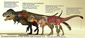 Gorgosaurus: Size reference chart of various Tyrannosaurids