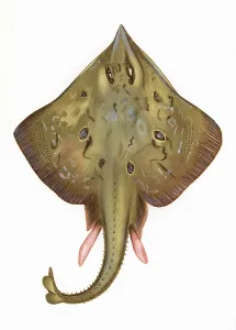 Skates: Skate, of the Rajidae family