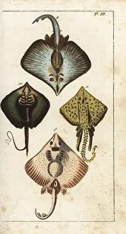 Stingray: Skate, stingray and thornback ray