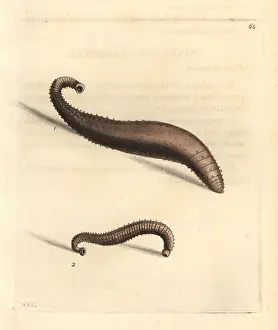 Elford: Skate-sucker or spinulose sealeech, Pontobdella spinulosa