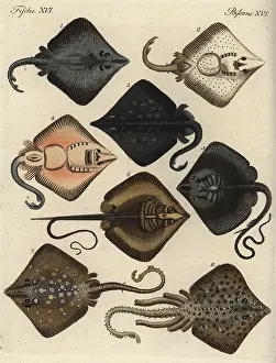 Oxyrinchus: Skates and rays
