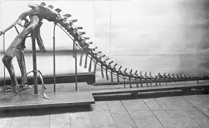 Dino: Skeletal fragment of a dinosaur, 1909