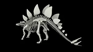 Kimmeridgian: Skeletal system of a Stegosaurus dinosaur