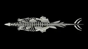 Overhead: Skeletal system of Stegosaurus, overhead view