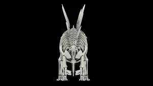 Kimmeridgian: Skeletal system of Stegosaurus, front view