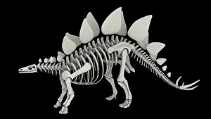 Bones: Skeletal system of Stegosaurus, side view