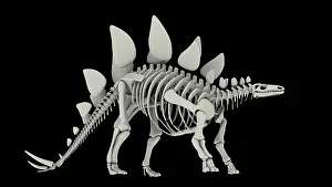 Bones: Skeletal system of Stegosaurus, side view