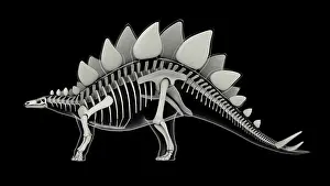 Bones: Skeletal system of Stegosaurus, x-ray side view