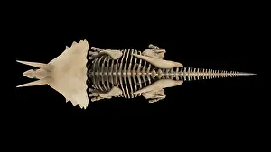 Triceratops: Skeletal system of a Triceratops dinosaur, overhead view