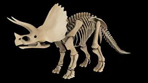 Triceratops: Skeletal system of a Triceratops dinosaur, side view
