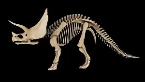 Triceratops: Skeletal system of a Triceratops dinosaur, side view