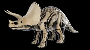 Triceratops: Skeletal system of a Triceratops dinosaur, x-ray view