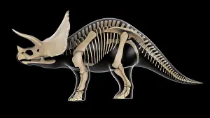 Triceratops: Skeletal system of a Triceratops dinosaur, x-ray side view