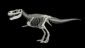 Bones: Skeletal system of Tyrannosaurus rex, side view
