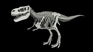 Bones: Skeletal system of Tyrannosaurus rex, side view