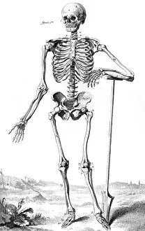 Skeletons: SKELETON 18TH CENTURY