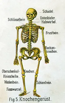 Bilz: Skeleton, 1902