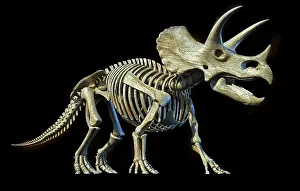 Triceratops: Full skeleton 3D rendering of Triceratops dinosaur