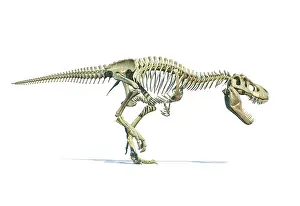 Tyrannosaurus: Full skeleton 3D rendering of Tyrannosaurus rex dinosaur