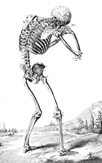 Anatomy: SKELETON FROM BEHIND