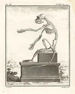 Cercopithecus: Skeleton of African macaque species