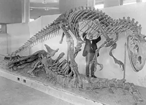 Dino: Skeleton of an Allosaurus, 1927