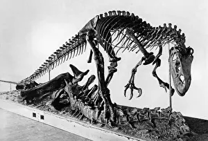 Fossils: Skeleton of an Allosaurus, 1927