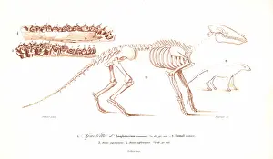 Dorbigny: Skeleton of the Anoplotherium commune