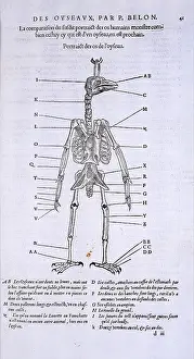 Belon: Skeleton of a bird