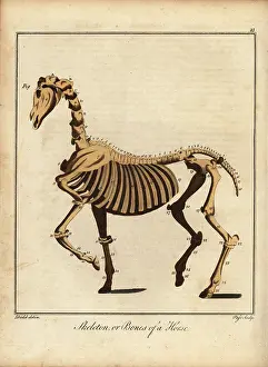 Gentleman And Farmers Dictionary: Skeleton or bones of a horse