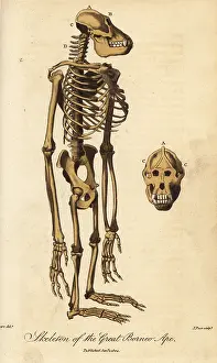 Sibly: Skeleton of the Bornean orangutan, Pongo pygmaeus