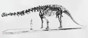 Dino: Skeleton of a brontosaurus and human skeleton